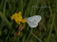 Boswitje [Leptidea sinapis]